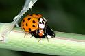 Anatis_ocellata_D3114_Z_88_Loosdrechtse plassen_Nederland
